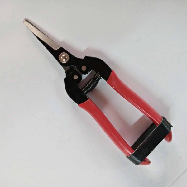 JON Bhandari-Fruit Scissor, Pruning Shear, Garden Tool for Gathering  Fruit/Citrus/Grapes - Image 4